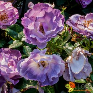 Rosa (F) 'Blue for You' C3