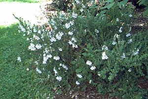 Prostanthera cuneata 25/30 C.