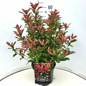 Photinia fraseri 'Carré Rouge' 80/100 C.