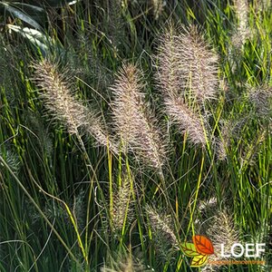 Pennisetum alopecuroides 'Hameln' C2 - afbeelding 2