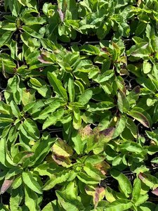 Campanula glomerata 'Acaulis' P9