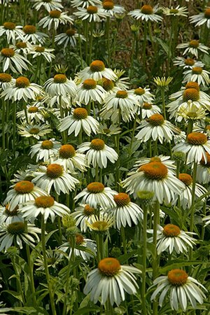 Echinacea purpurea 'White Swan' P9 - afbeelding 1