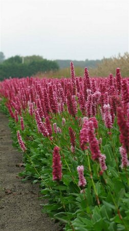 Persicaria affinis 'Kabouter' P9 - afbeelding 5
