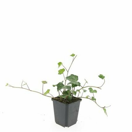 Hedera helix 'Woerner' Haagelement 120x180  - afbeelding 4