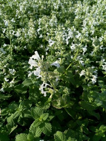 Nepeta faassenii 'Snowflake' P9 - afbeelding 3