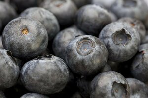 Vaccinium myrtillus P9