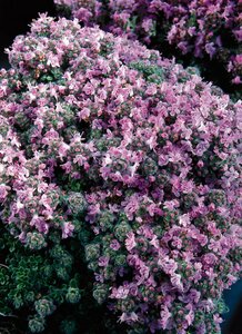 Thymus praecox 'Pseudolanuginosus' P9