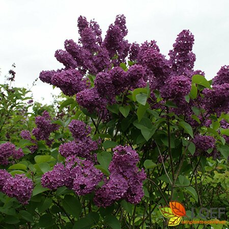 Syringa vulgaris 'Andenken an Ludwig Späth' 100/125 C. - afbeelding 2