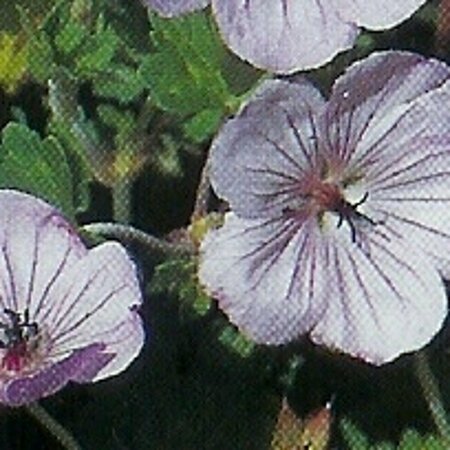 Geranium 'Joy' P9 - afbeelding 3