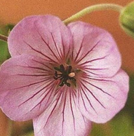 Geranium 'Joy' P9 - afbeelding 4