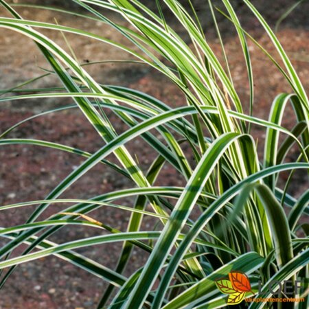 Carex oshimensis 'Everest' C2 - afbeelding 1
