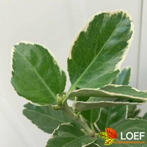 Euonymus japonicus 'Kathy' 30/40 C.