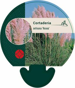 Cortaderia selloana 'Rosea' C5