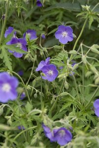 Geranium 'Brookside' P9
