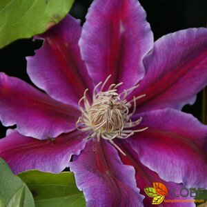 Clematis 'Dr Ruppel' C2