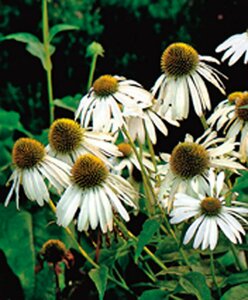 Echinacea purpurea 'Alba' P9 - afbeelding 2