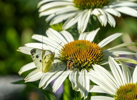 Echinacea purpurea 'Alba' P9 - afbeelding 4