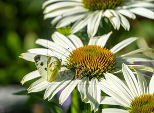 Echinacea purpurea 'Alba' P9 - afbeelding 4