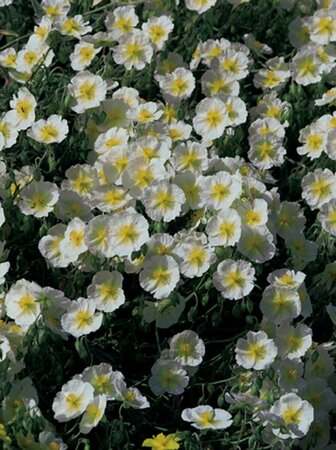 Helianthemum 'The Bride' P9 - afbeelding 4