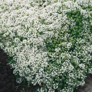 Thymus praecox 'Albiflorus' P9 - afbeelding 4