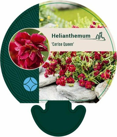 Helianthemum 'Cerise Queen' P9 - afbeelding 1