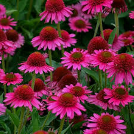 Echinacea purpurea 'Delicious Candy' P9 - afbeelding 1