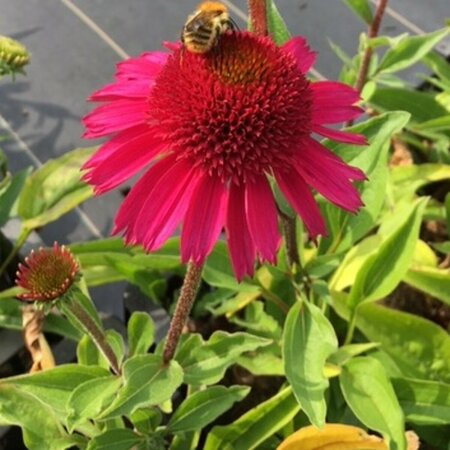 Echinacea purpurea 'Delicious Candy' P9 - afbeelding 2