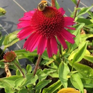 Echinacea purpurea 'Delicious Candy' P9 - afbeelding 2