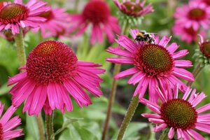 Echinacea purpurea 'Delicious Candy' P9 - afbeelding 3