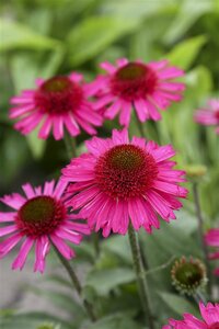Echinacea purpurea 'Delicious Candy' P9 - afbeelding 4