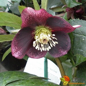 Helleborus orientalis 'Red Lady' P9
