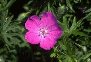 Geranium sanguineum P9