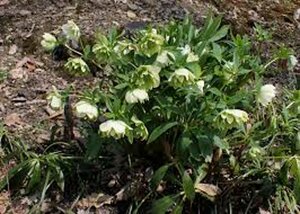 Helleborus orientalis 'Pretty E. Spotted' P9