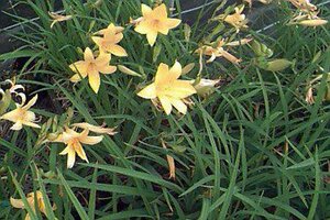 Hemerocallis middendorffii P9