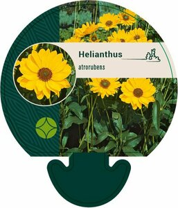 Helianthus atrorubens P9