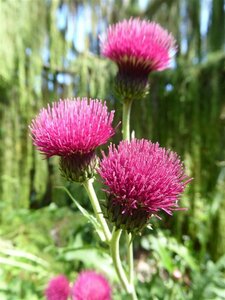 Cirsium rivulare 'Atropurpureum' C2 - afbeelding 2