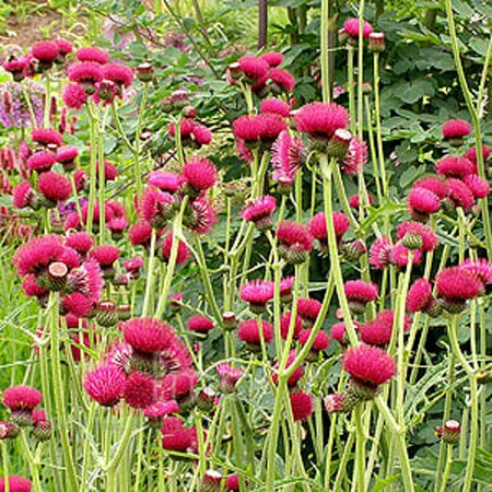 Cirsium rivulare 'Atropurpureum' C2 - afbeelding 3