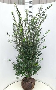 Osmanthus burkwoodii 50/60 KL. - afbeelding 5