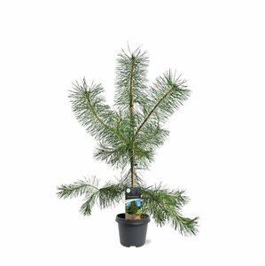 Pinus sylvestris 175/200 KL. - afbeelding 3