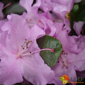 Rhododendron 'Praecox' 40/50 C.
