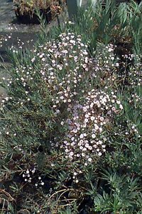 Gypsophila paniculata 'Bristol Fairy' P9