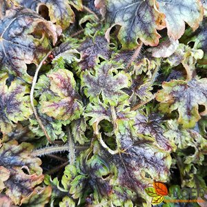 Heucherella 'Tapestry' P9