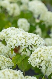 Hydrangea arborescens 'Strong Annabelle' C3