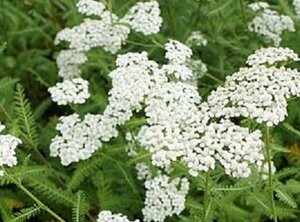 Achillea millefolium 'Schneetaler' P9