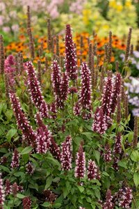 Agastache 'Beelicious Pink' P9