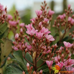 Rhaphiolepis indica ST. 100 C. 