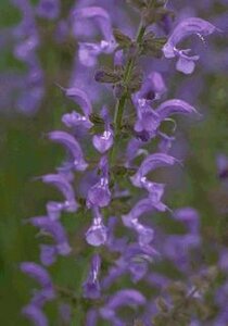 Salvia pratensis P9