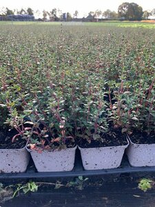 Thymus vulgaris C1.5 - afbeelding 2