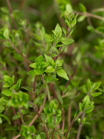 Thymus vulgaris C1.5 - afbeelding 5