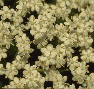 Sambucus nigra 125/150 KL. - afbeelding 2